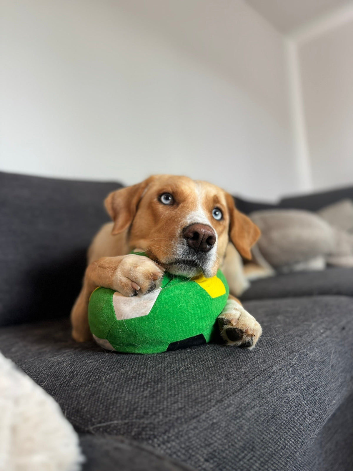 Vår historie - Hundepappa