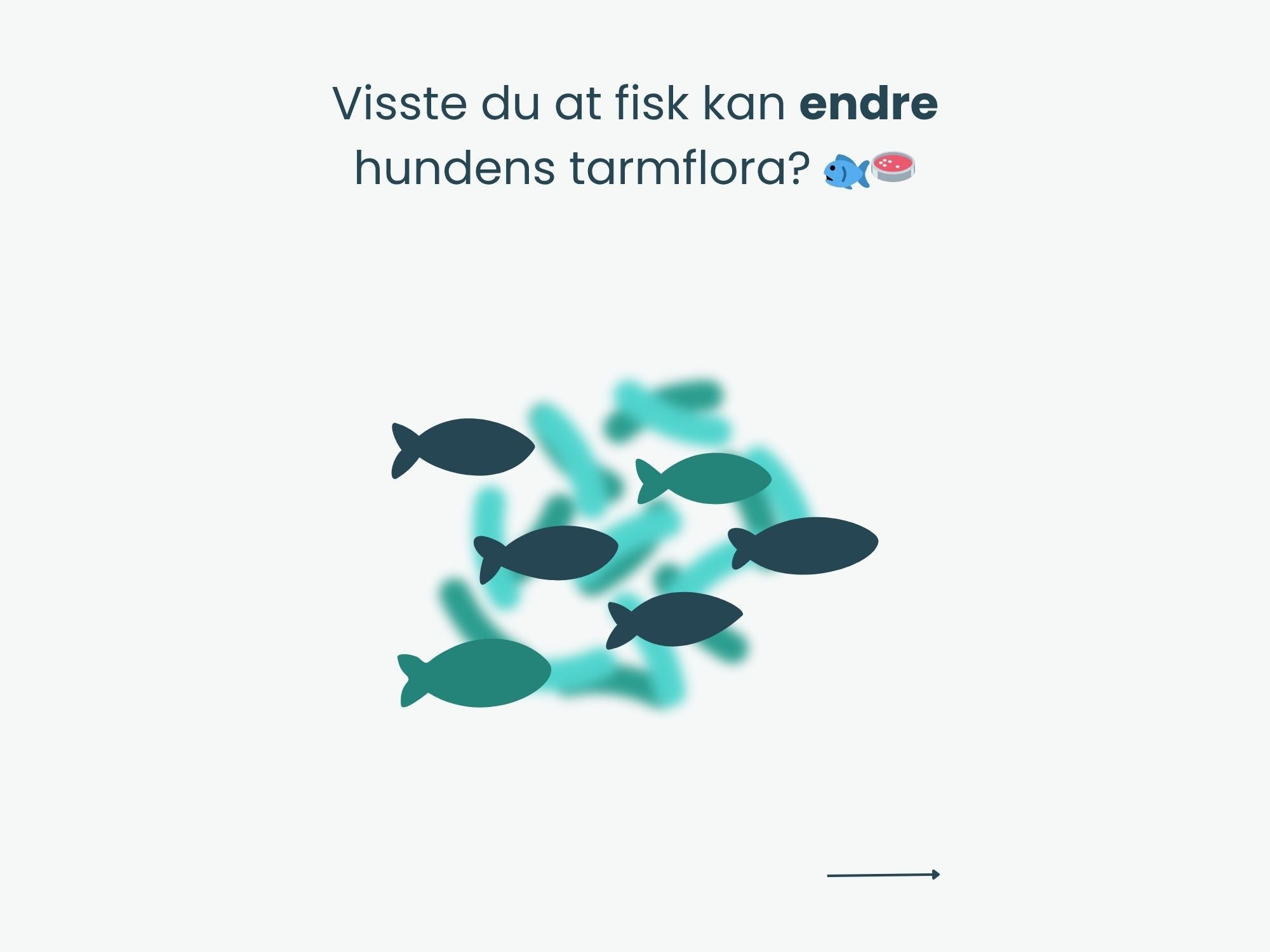 Canumi hermetisert breiflabblever i vann 170 g