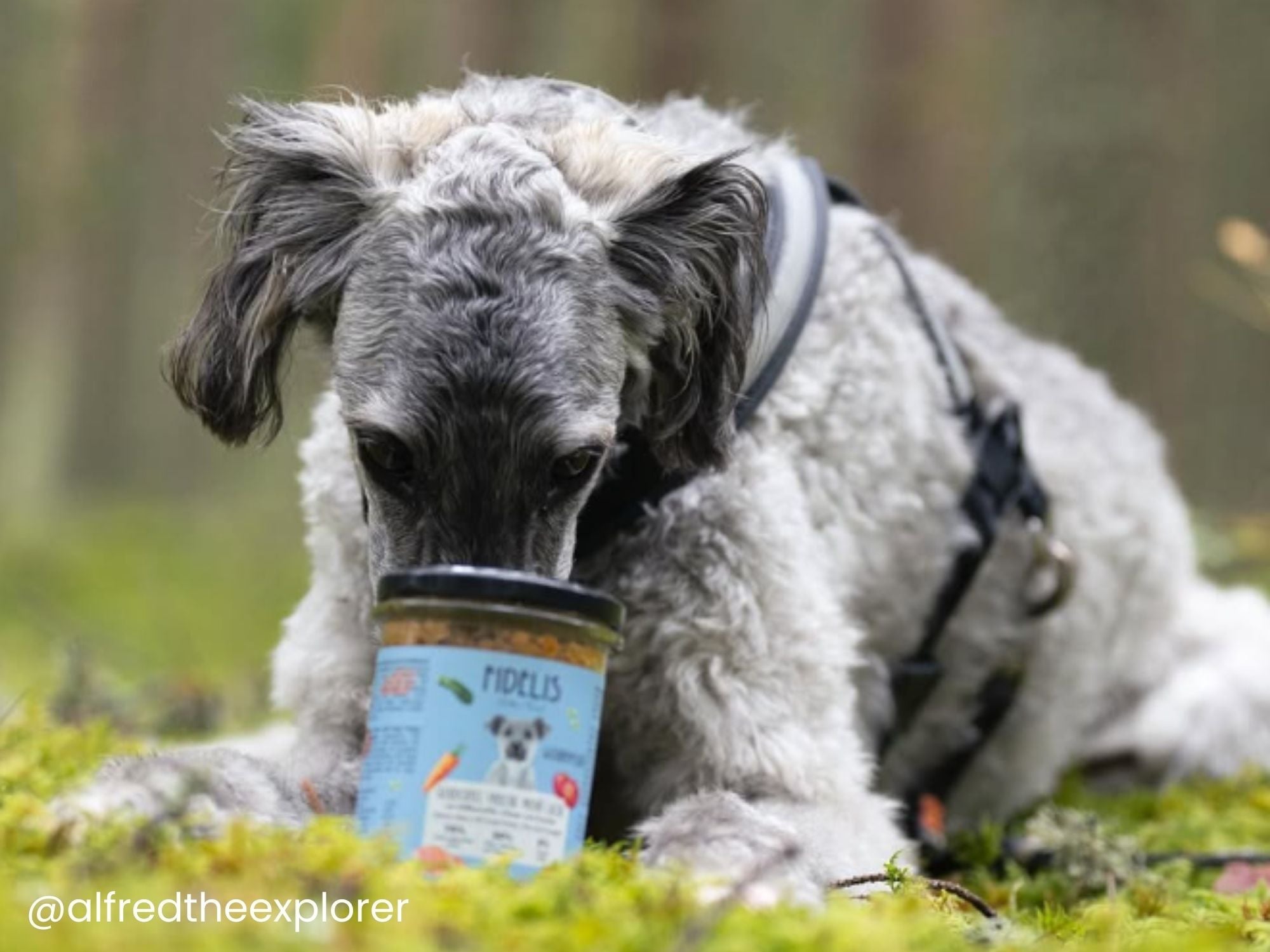 Fidelis dampkokt ferskfôr av laks og storfelever 400 g - Hundepappa