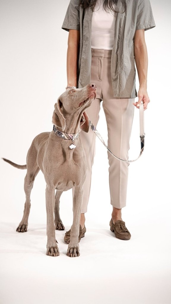 MyFamily ID brikke sky - Hundepappa