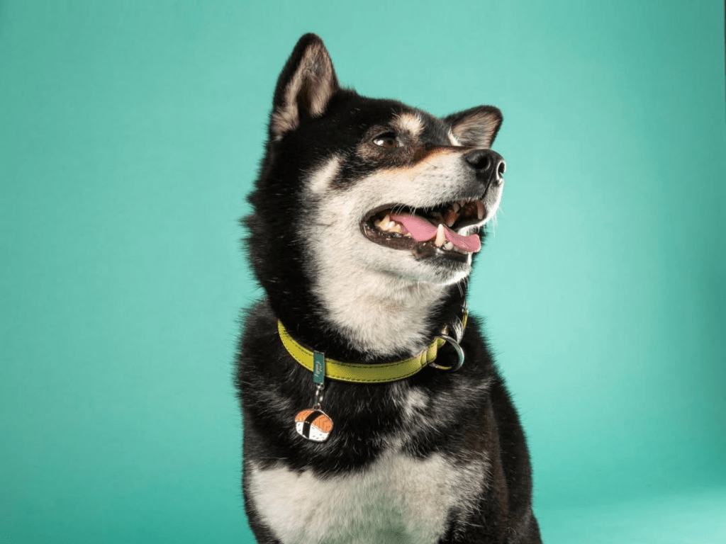 MyFamily ID brikke sushi - Hundepappa