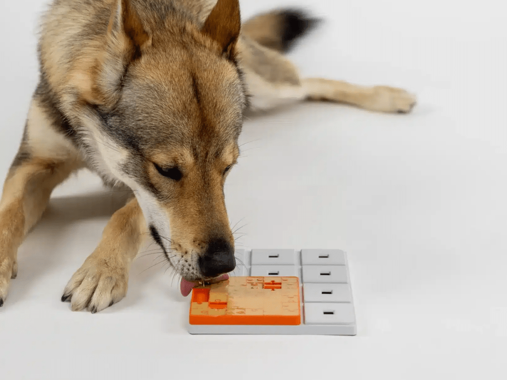 Pawzler Terra aktiviseringsmodul med 4 felt – nivå 1 - Hundepappa