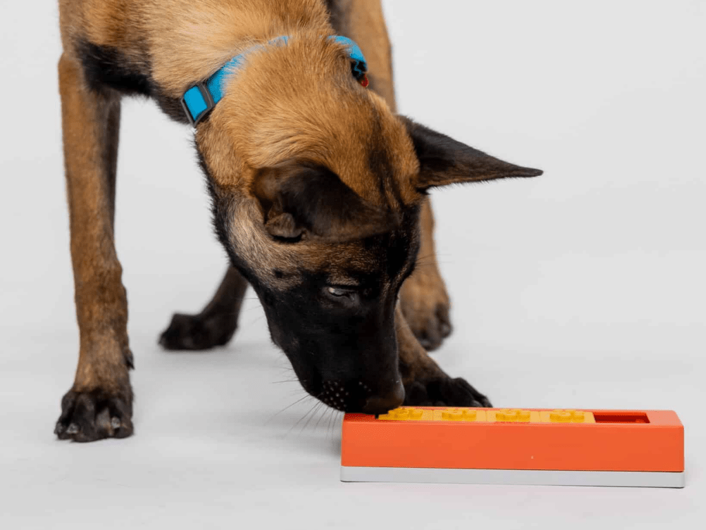 Pawzler Zhu aktiviseringsmodul med 4 felt – nivå 1 - Hundepappa
