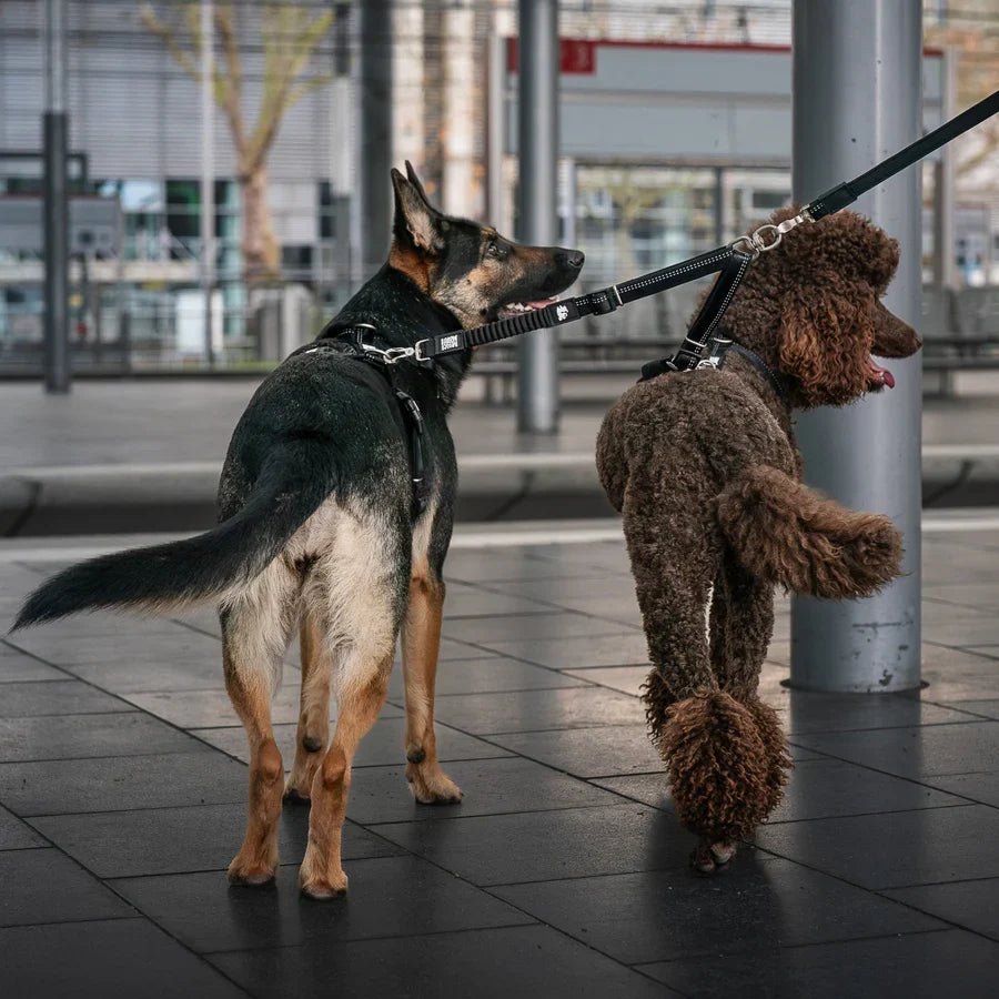 Turutstyr fra Max & Molly - Hundepappa