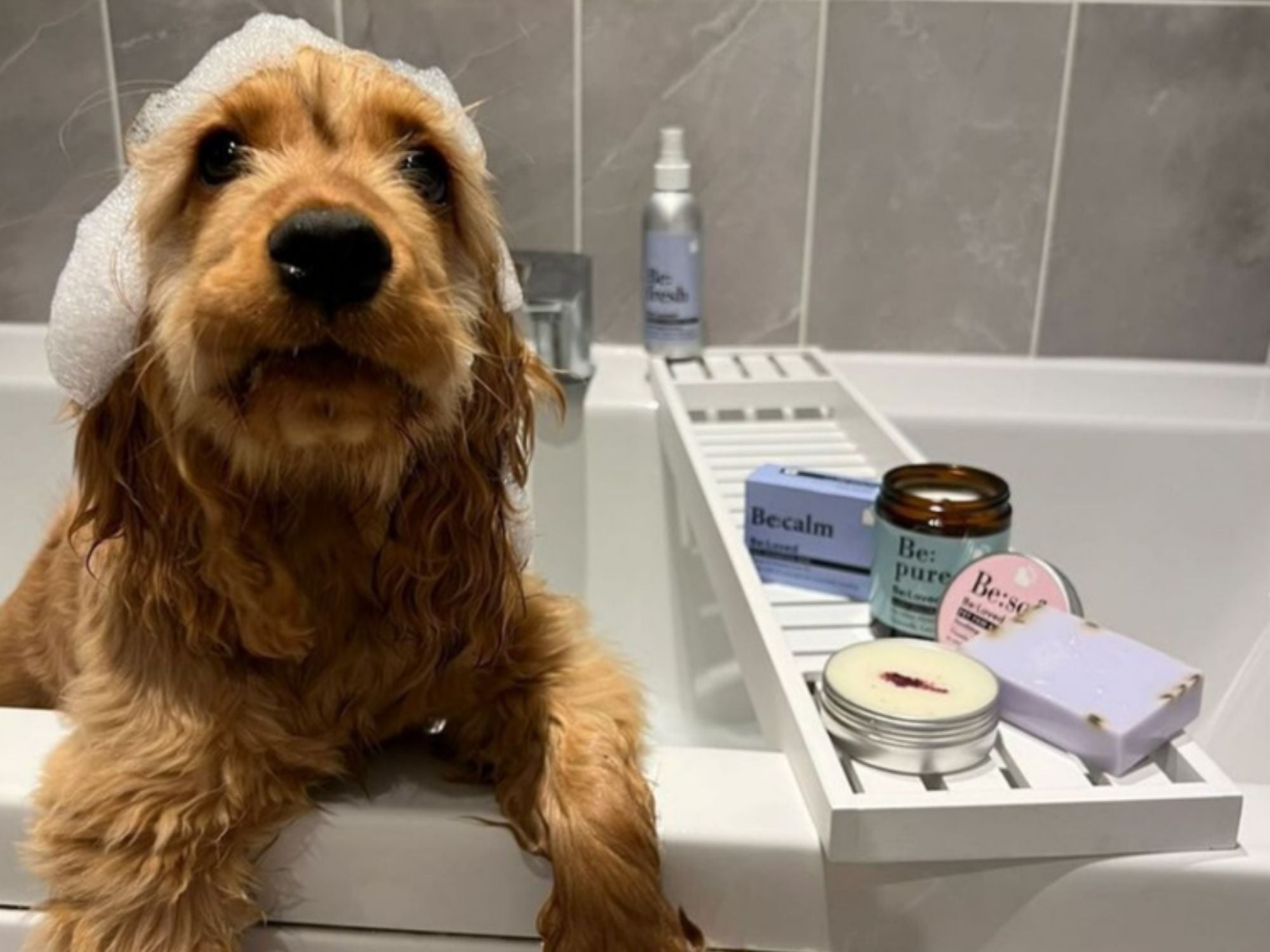 Be:vegan mild sjampobar med hamp og kamille - Hundepappa