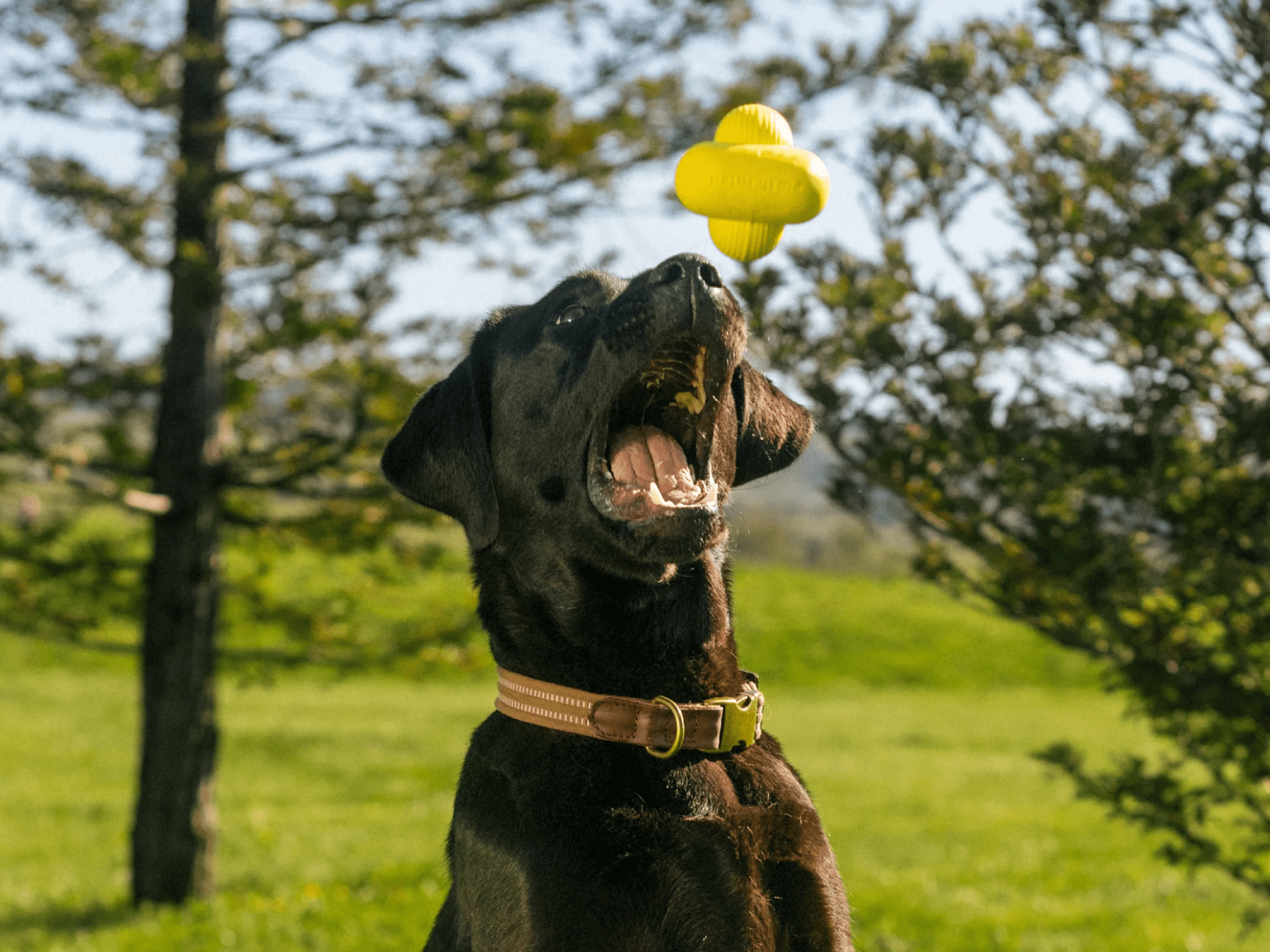 Earth Rated Fetch Toy apportleke i naturlig gummi - Hundepappa