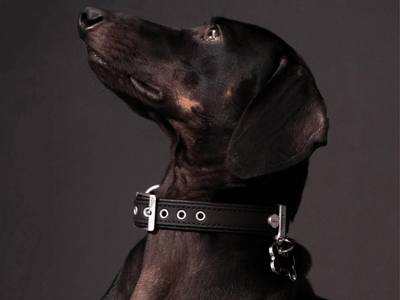 MyFamily ID brikke hundebein - Hundepappa
