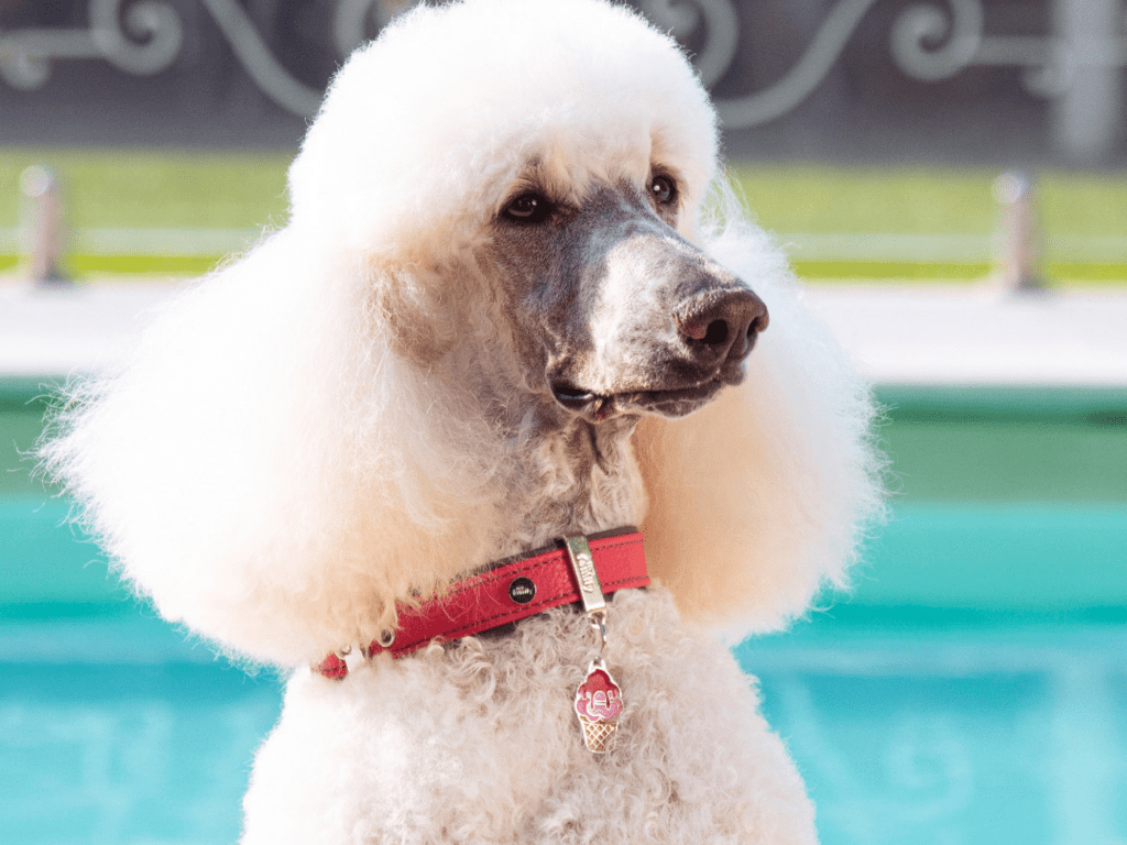 MyFamily ID brikke is - Hundepappa