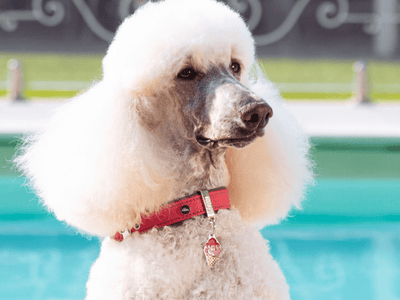 MyFamily ID brikke is - Hundepappa