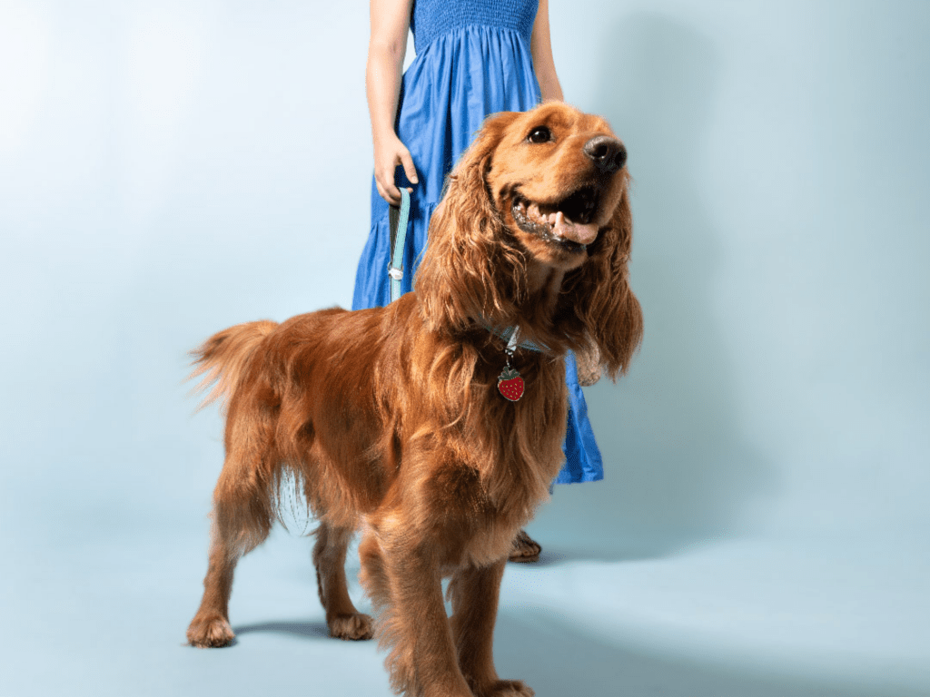 MyFamily ID brikke jordbær - Hundepappa