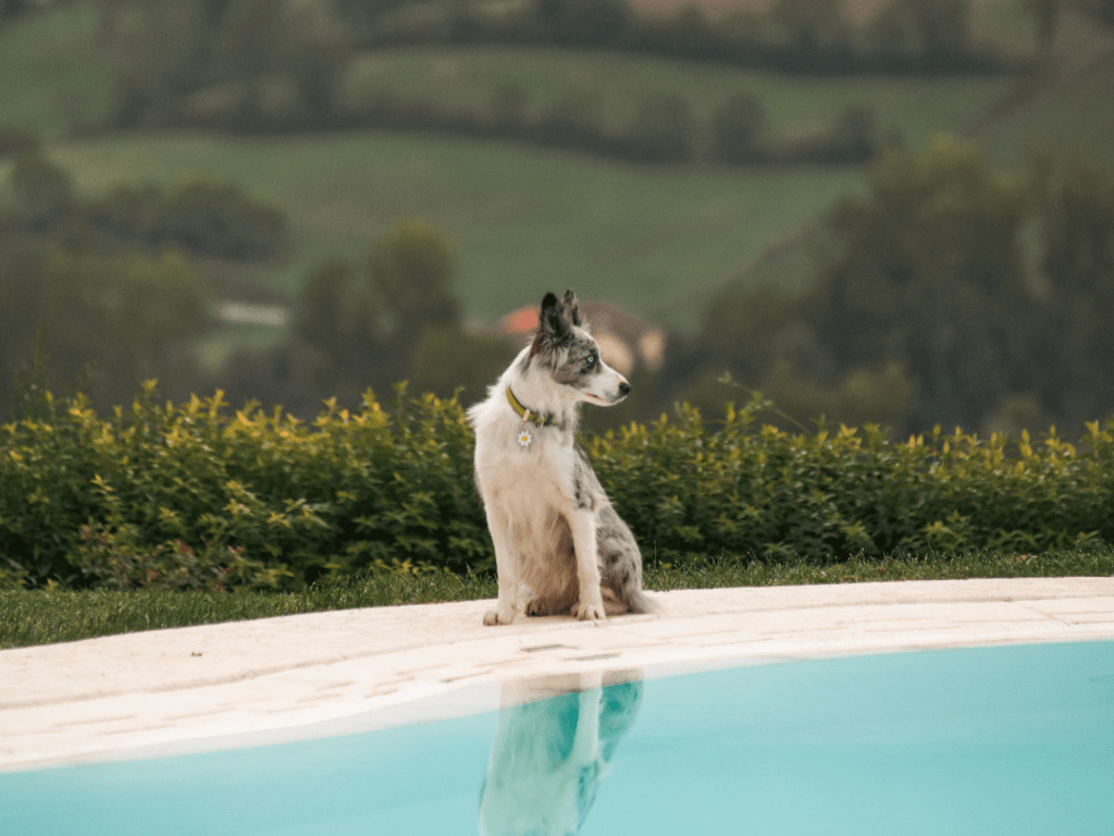 MyFamily ID brikke prestekrage - Hundepappa