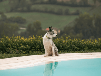 MyFamily ID brikke prestekrage - Hundepappa