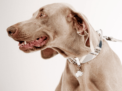 MyFamily ID brikke sky - Hundepappa