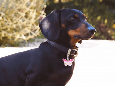MyFamily ID brikke sommerfugl - Hundepappa