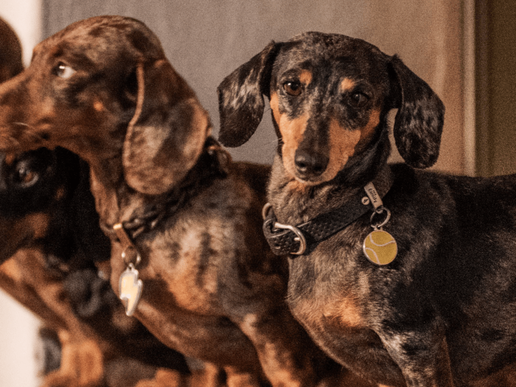 MyFamily ID brikke tennisball - Hundepappa