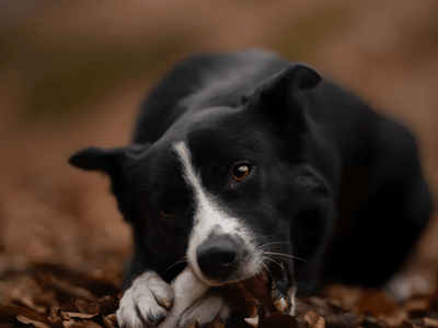 Pala lufttørkede kaninføtter 100 g - Hundepappa