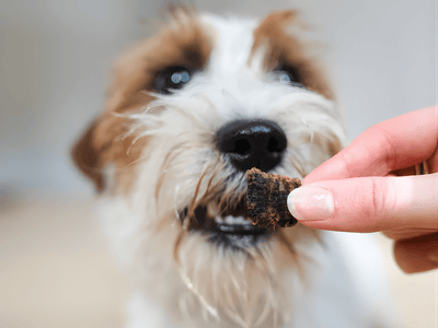 Pala Treats lufttørkede godbiter av lammelever - Hundepappa