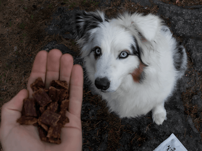 Pala Treats lufttørkede godbiter av lammelever - Hundepappa