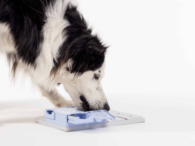Pawzler Bunny aktiviseringsmodul med 4 felt – nivå 3 - Hundepappa
