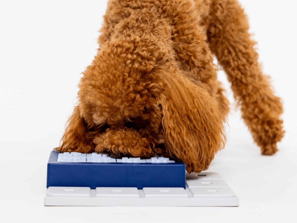 Pawzler Louvre aktiviseringsmodul med 6 felt – nivå 3 - Hundepappa