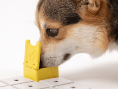 Pawzler Zoey aktiviseringsmodul med 1 felt – nivå 2 - Hundepappa