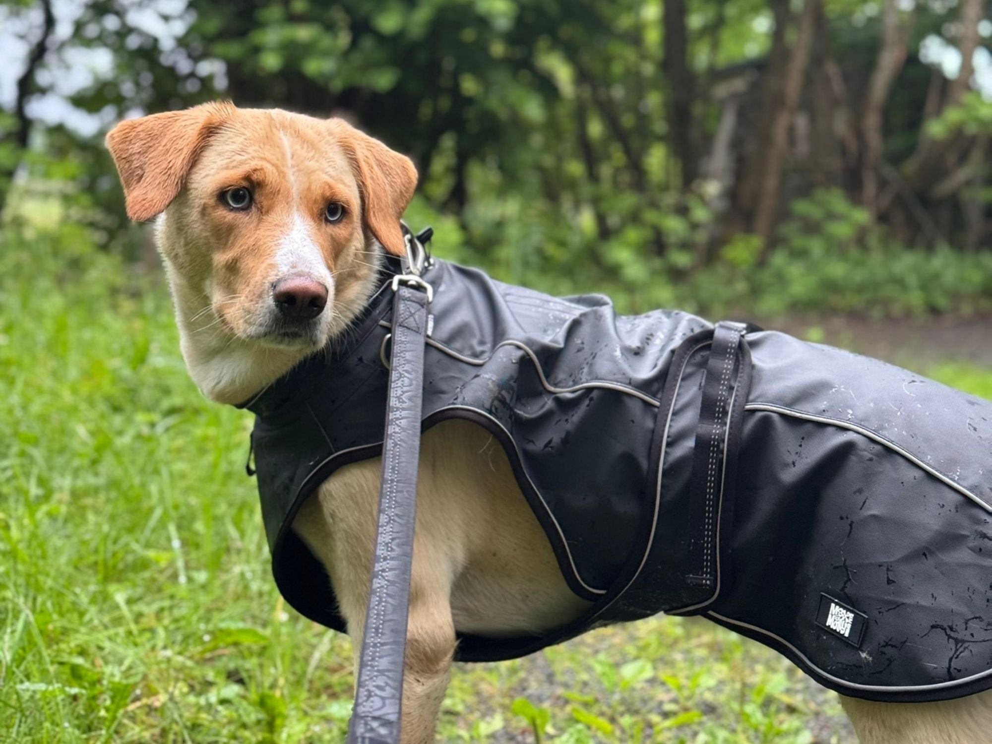 Max & Molly Matrix 2.0 regndekken - Hundepappa