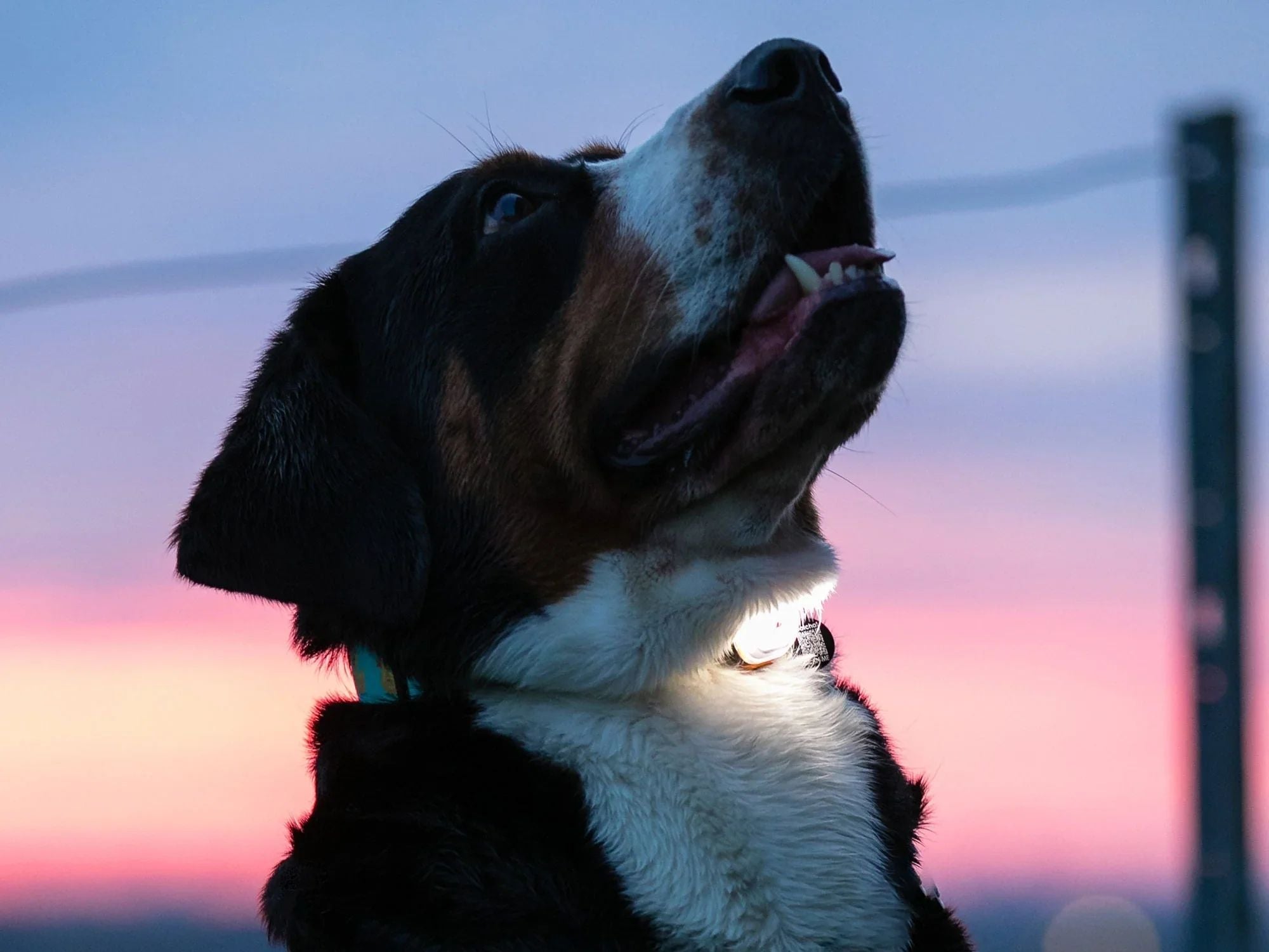 Max & Molly Matrix 2.0 Ultra LED oppladbart lys - Hundepappa