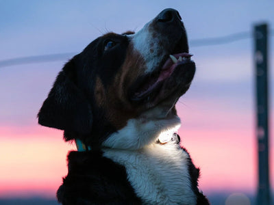 Max & Molly Matrix 2.0 Ultra LED oppladbart lys - Hundepappa