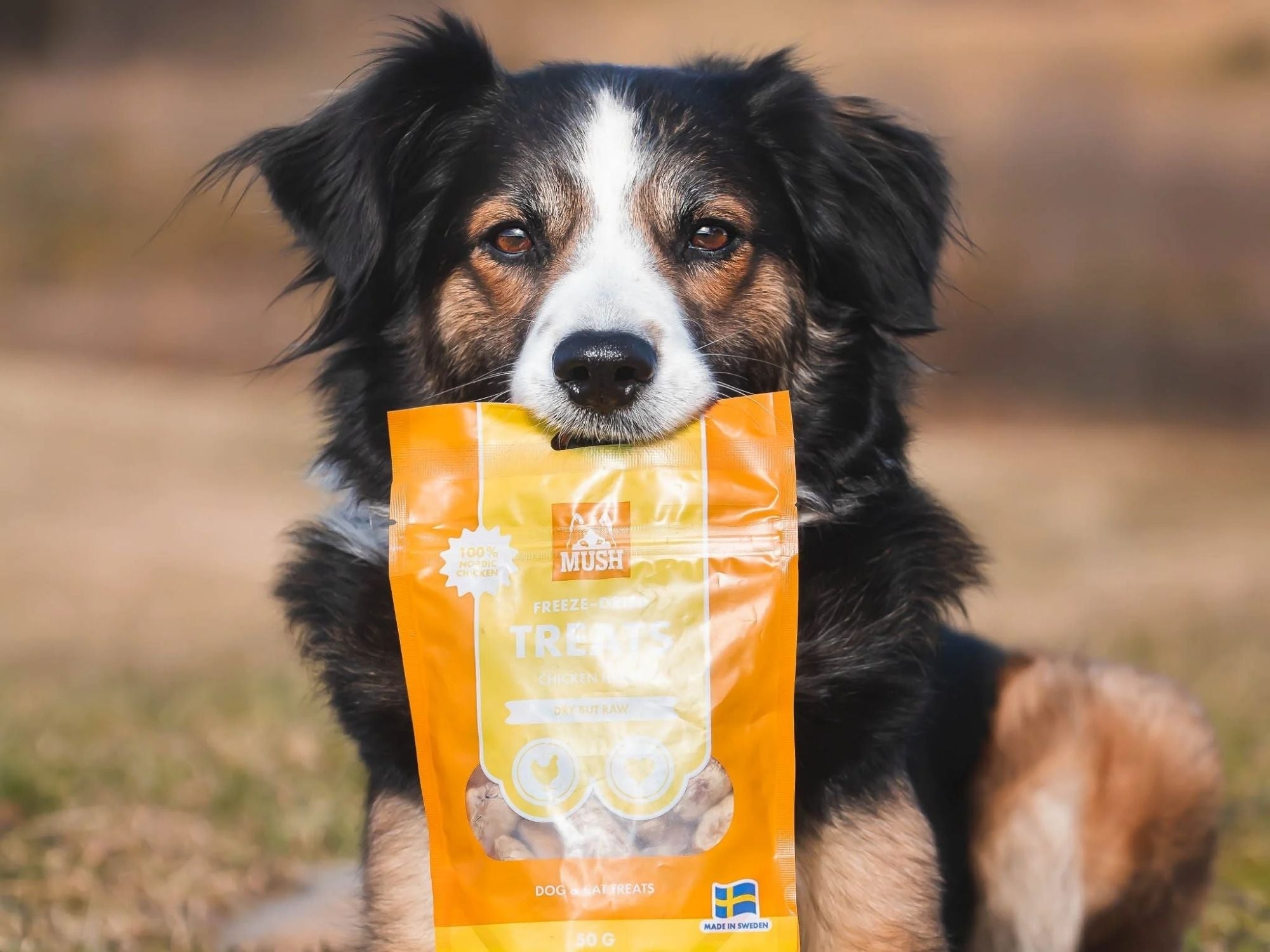 Mush Freeze - Dried Treats frysetørkede godbiter av kylling 50 g - Hundepappa