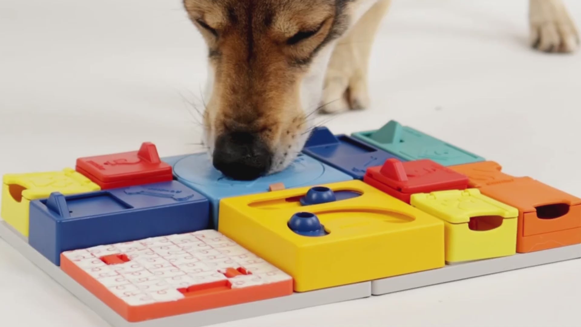 Last inn video: Hund som bruker Pawzler aktiviseringsleke