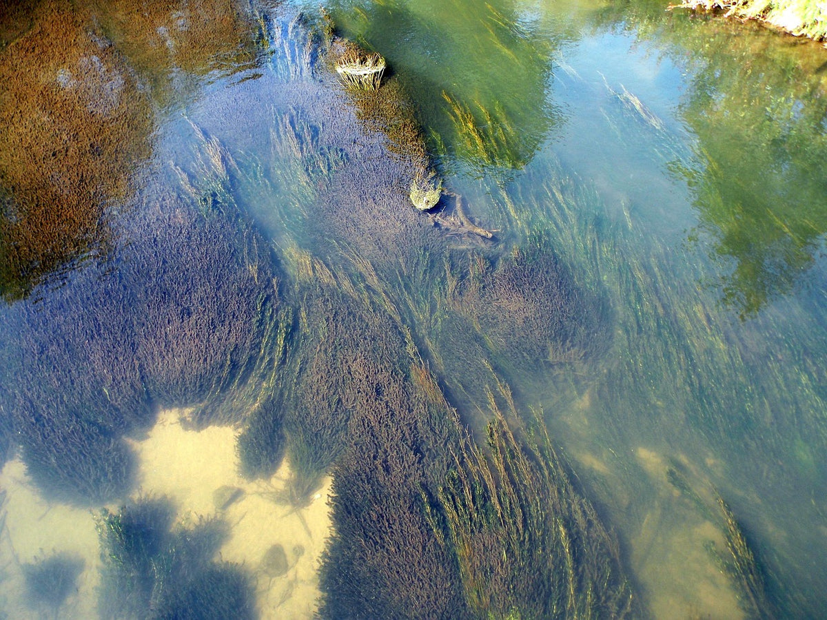 Omega-3 uten fisk